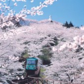 Sendai, một Nhật Bản hoàn toàn mới lạ